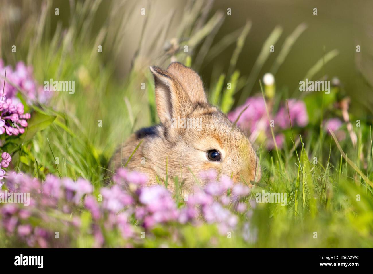 red rabbit among spring flowers and green grass Stock Photo - Alamy