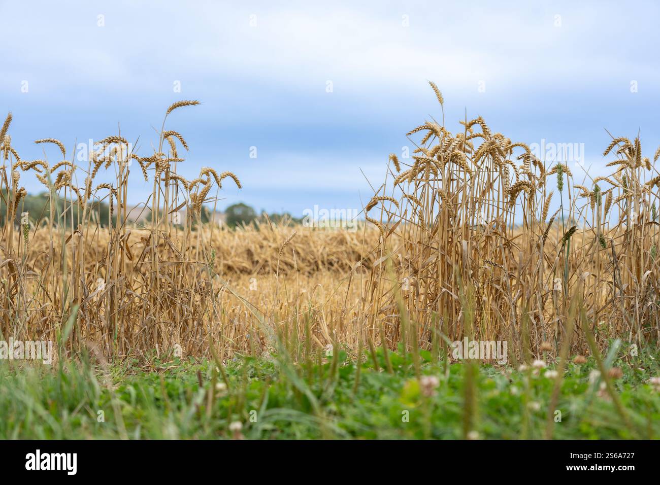 Harvested cut barley in golden long row patterns across field behind ...