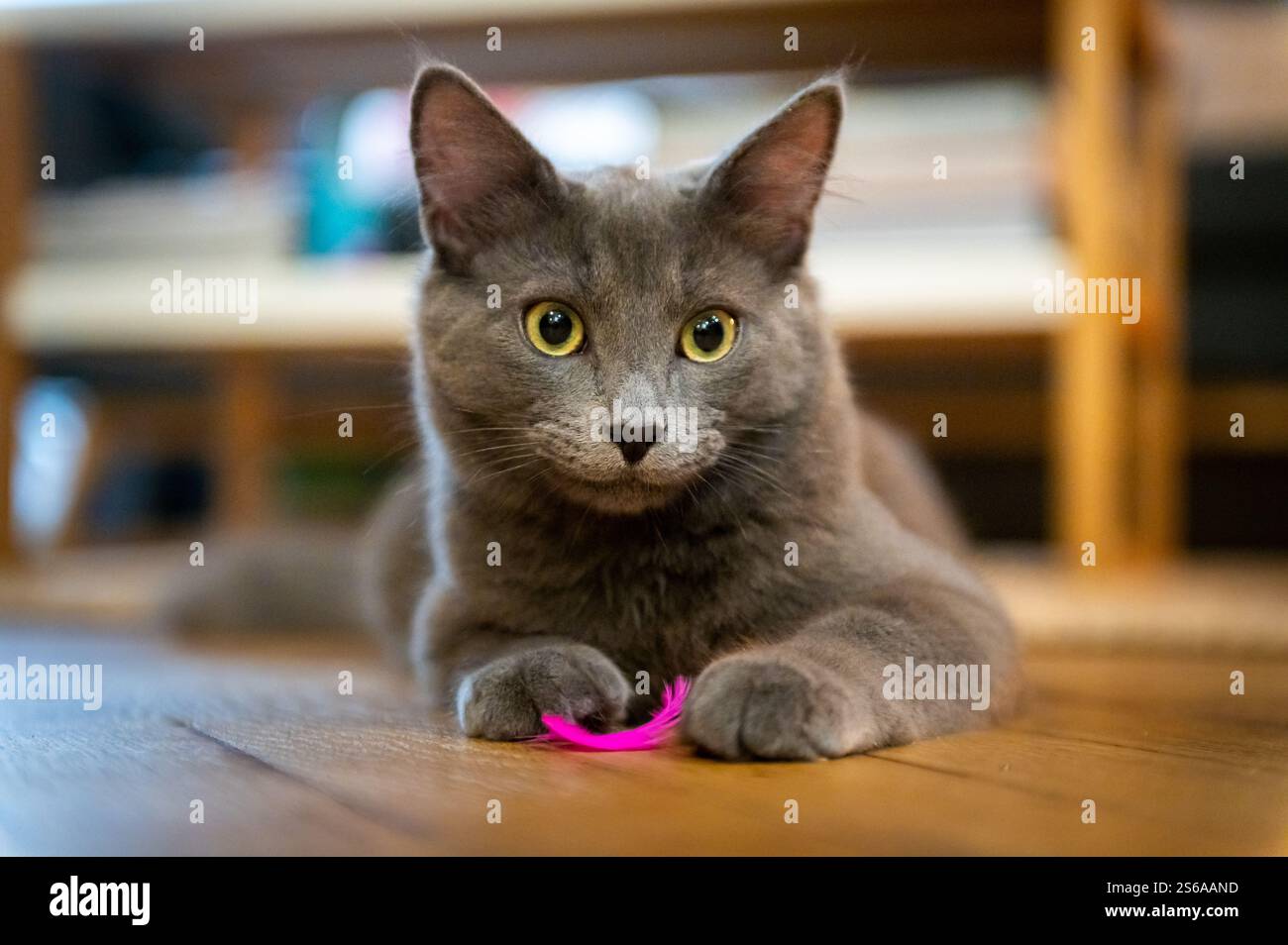 A young grey cat laying on the ground, a bright yellow feather between its paws Stock Photo