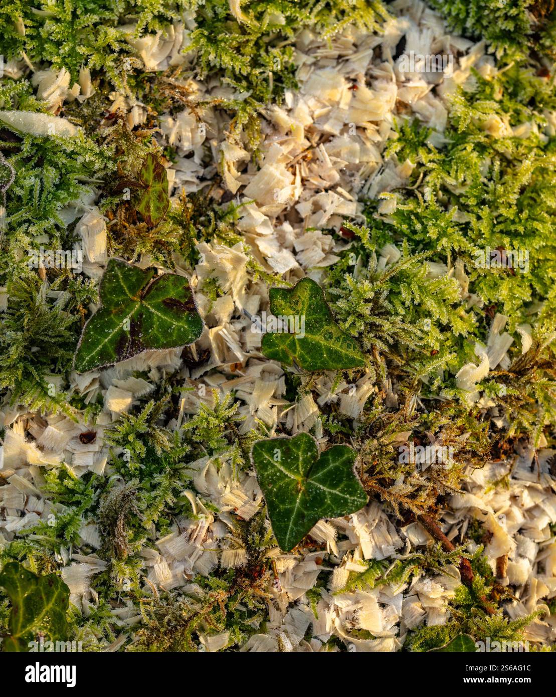 Natural close up, semi-abstract, patterns in nature / plantlike ...
