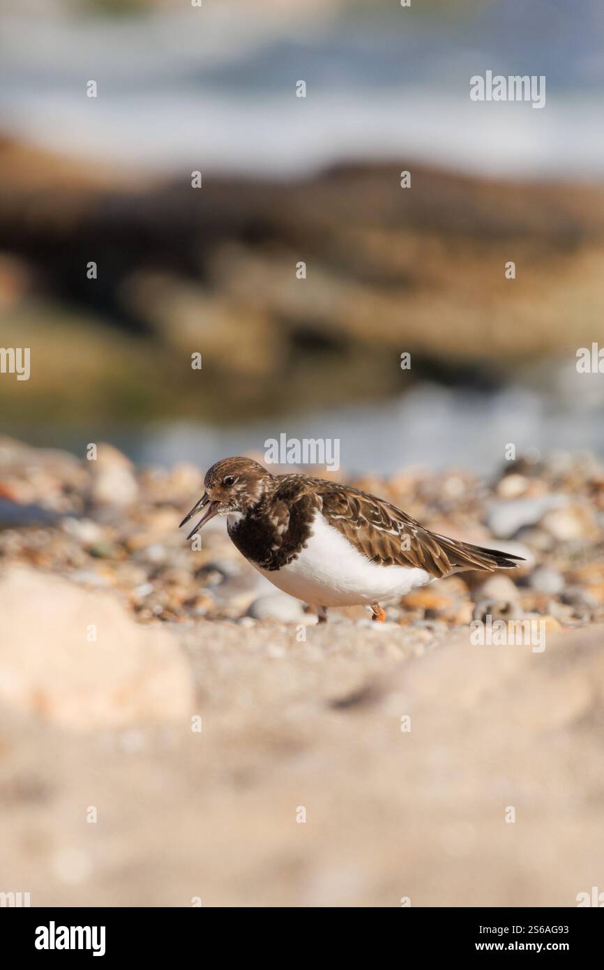The turnstone Arenaria interpres forages for food on Agua Amarga beach, Alicante, Spain Stock Photo