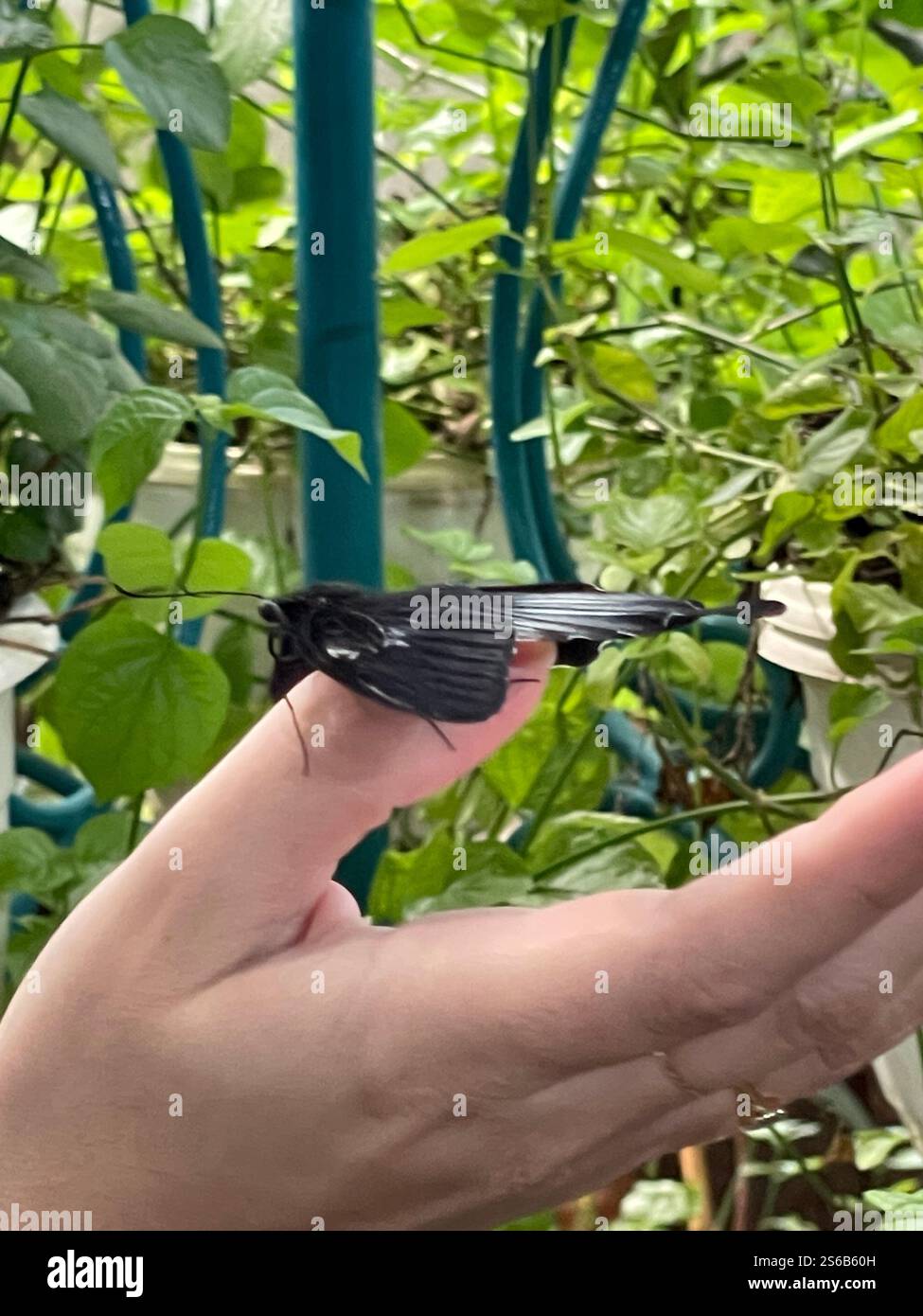 Butterfly on lady hand in garden with green leaves as background - Smartphone Captured Stock Image