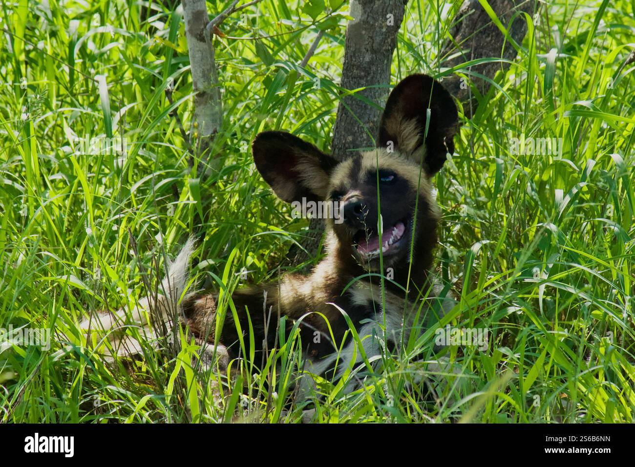 Wild dog pup lazing in the shade on a hot day Stock Photo