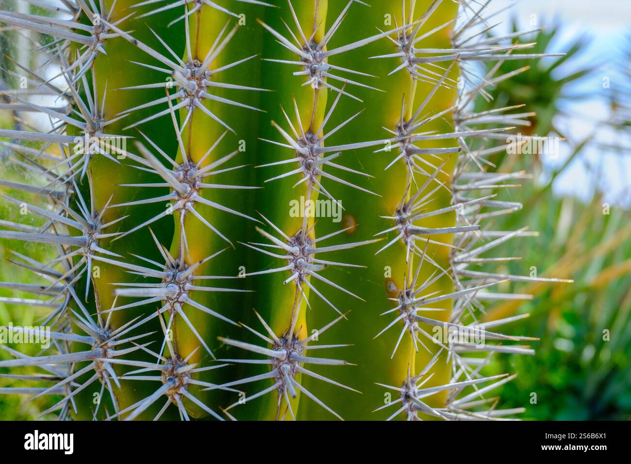ric rac cactus Fishbone Ric Rac Cactus – Horti