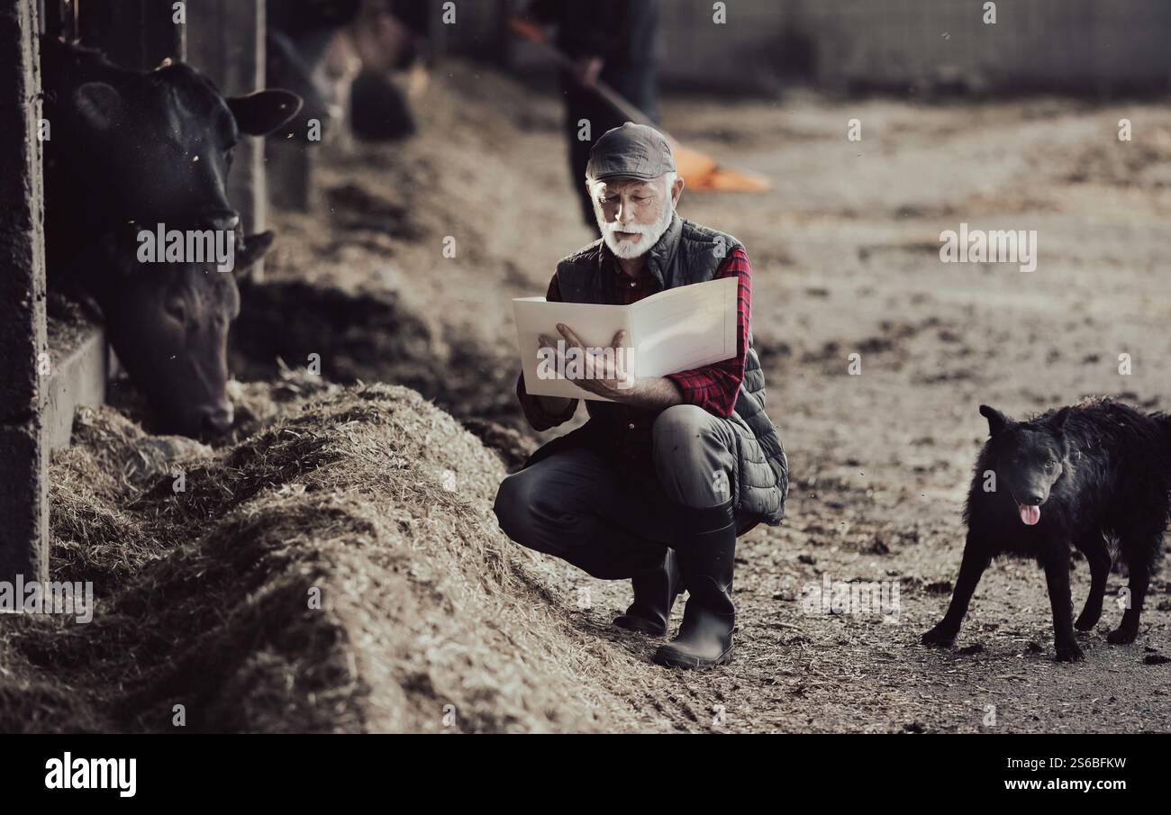 Mature farmer writing notes in front of Black Angus cattle on dairy ...