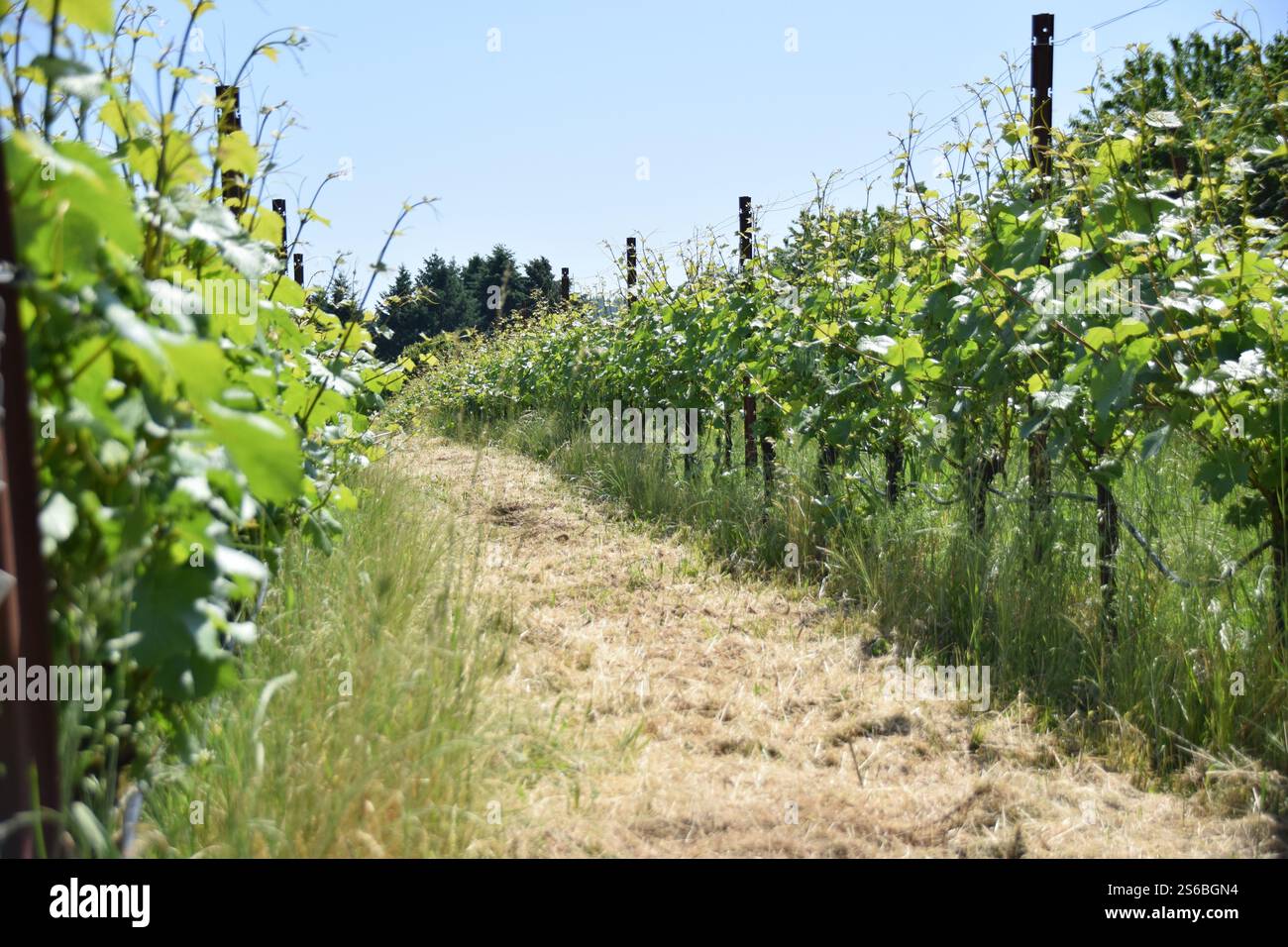 Rows of grape vines hi-res stock photography and images - Alamy