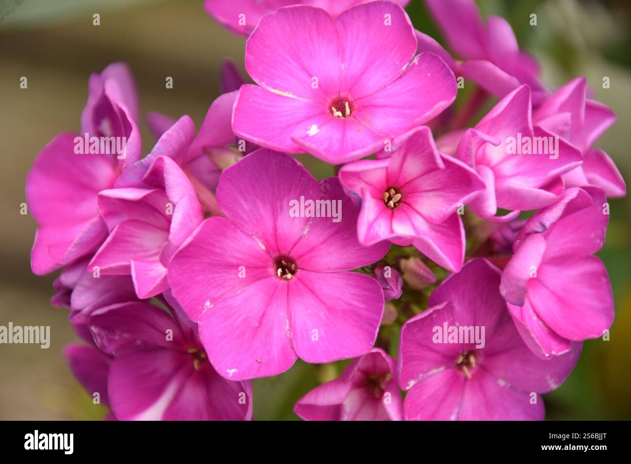 bright pink garden phlox flowers Stock Photo - Alamy