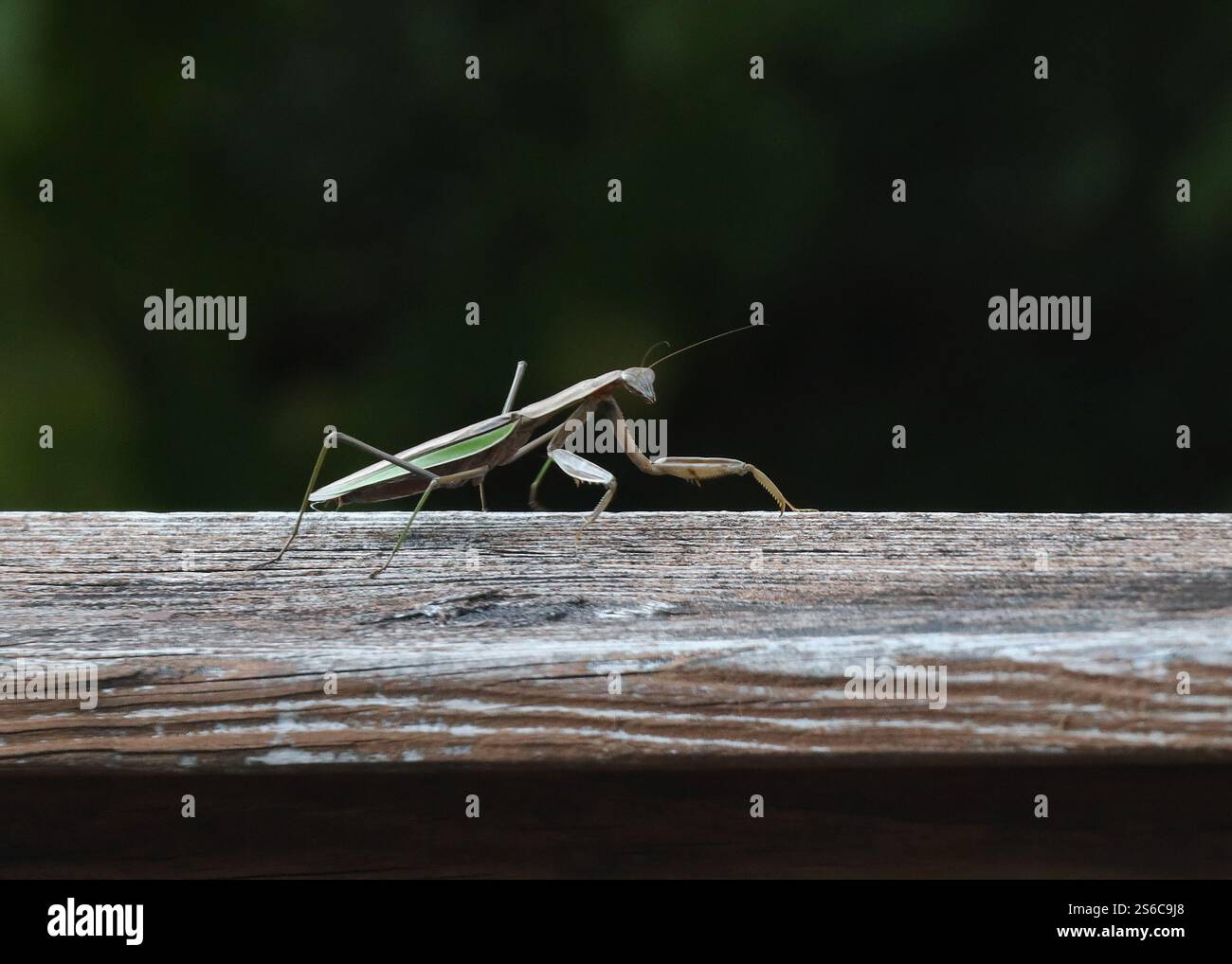 Praying mantis crawling hi-res stock photography and images - Alamy