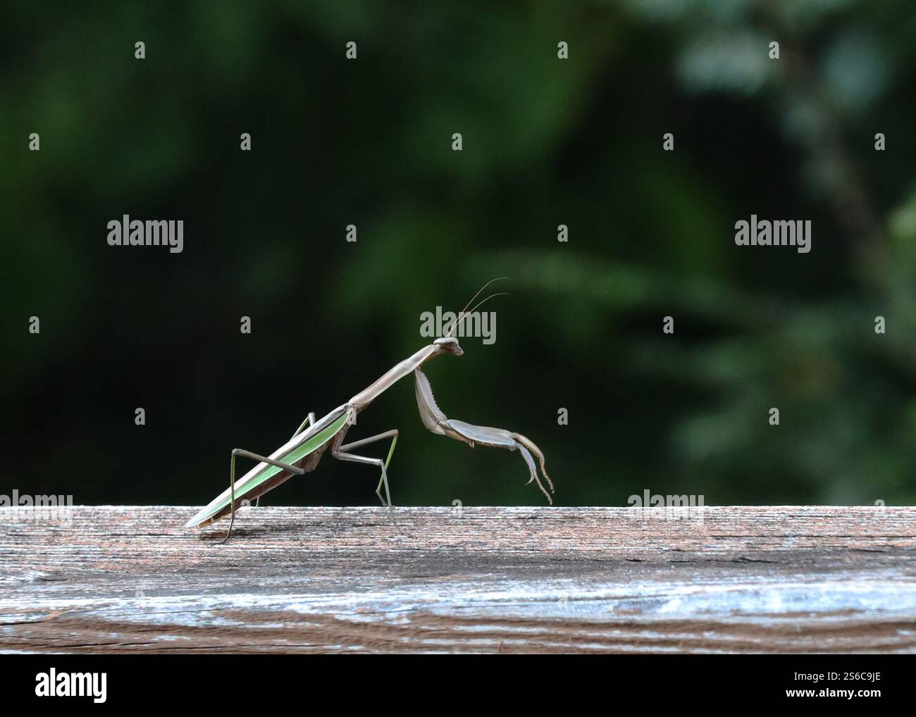 Praying mantis crawling hi-res stock photography and images - Alamy