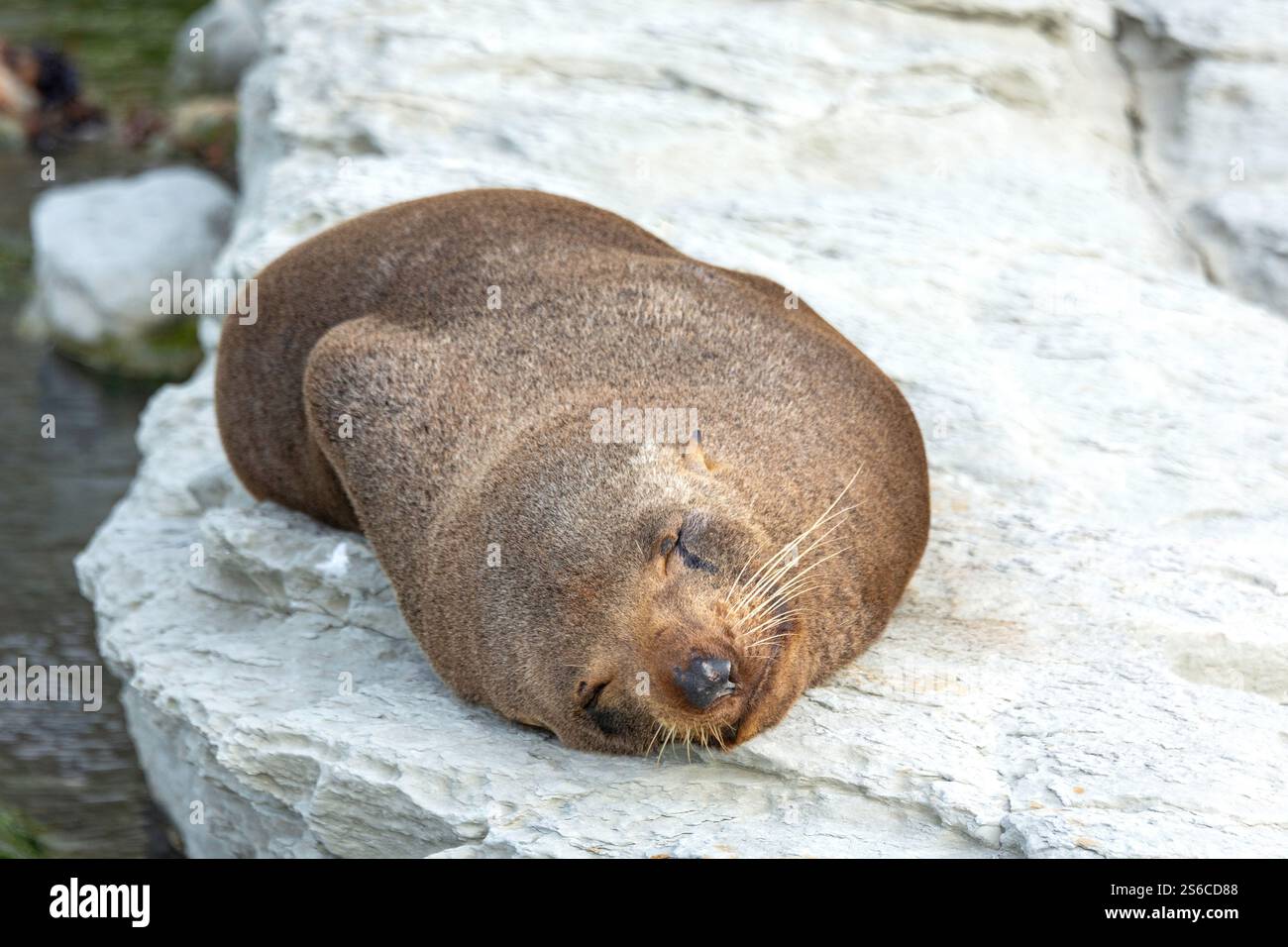 Sea Lion lying on rock, Kaikoura Recreation Reserve, Kaikoura Peninsula, Kaikōura, Canterbury Region, South Island, New Zealand Stock Photo