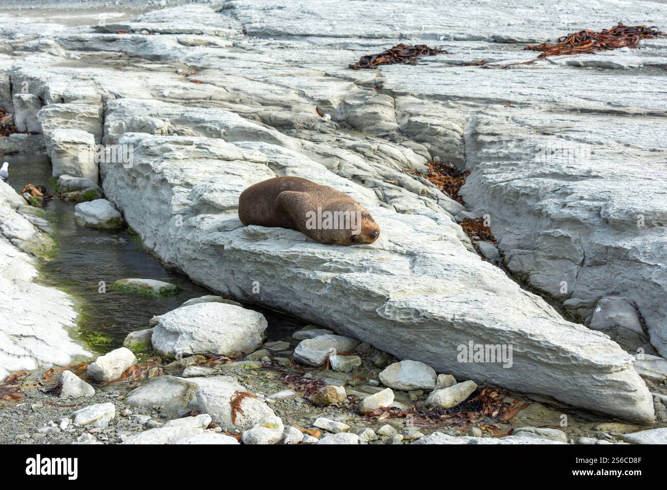 Sea Lion lying on rock, Kaikoura Recreation Reserve, Kaikoura Peninsula, Kaikōura, Canterbury Region, South Island, New Zealand Stock Photo