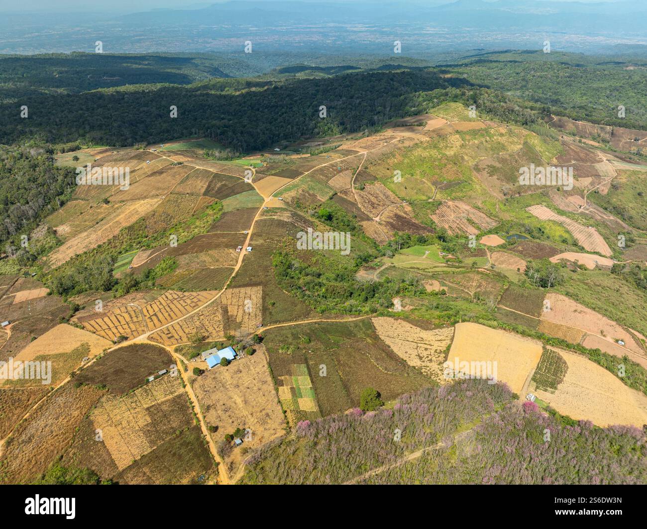 Aerial view of a lush forest with vibrant pink blossoms under a bright ...