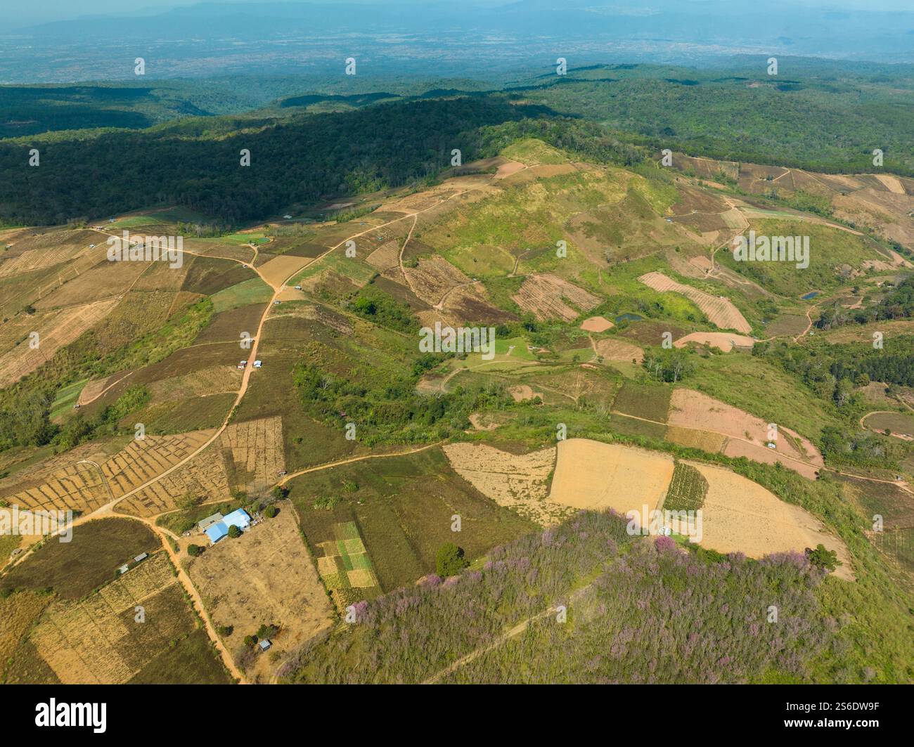 Aerial view of a lush forest with vibrant pink blossoms under a bright ...