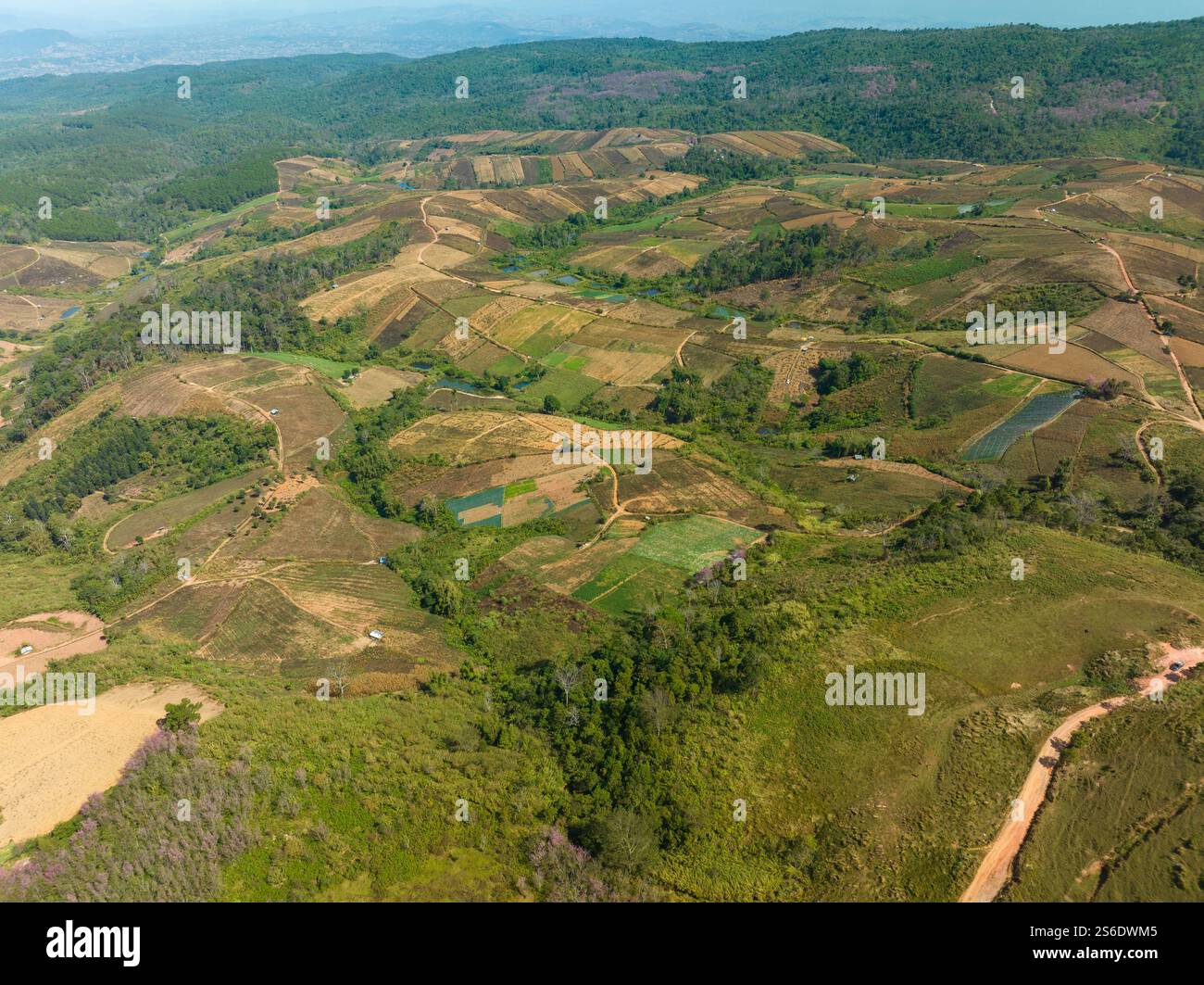 Aerial view of a lush forest with vibrant pink blossoms under a bright ...