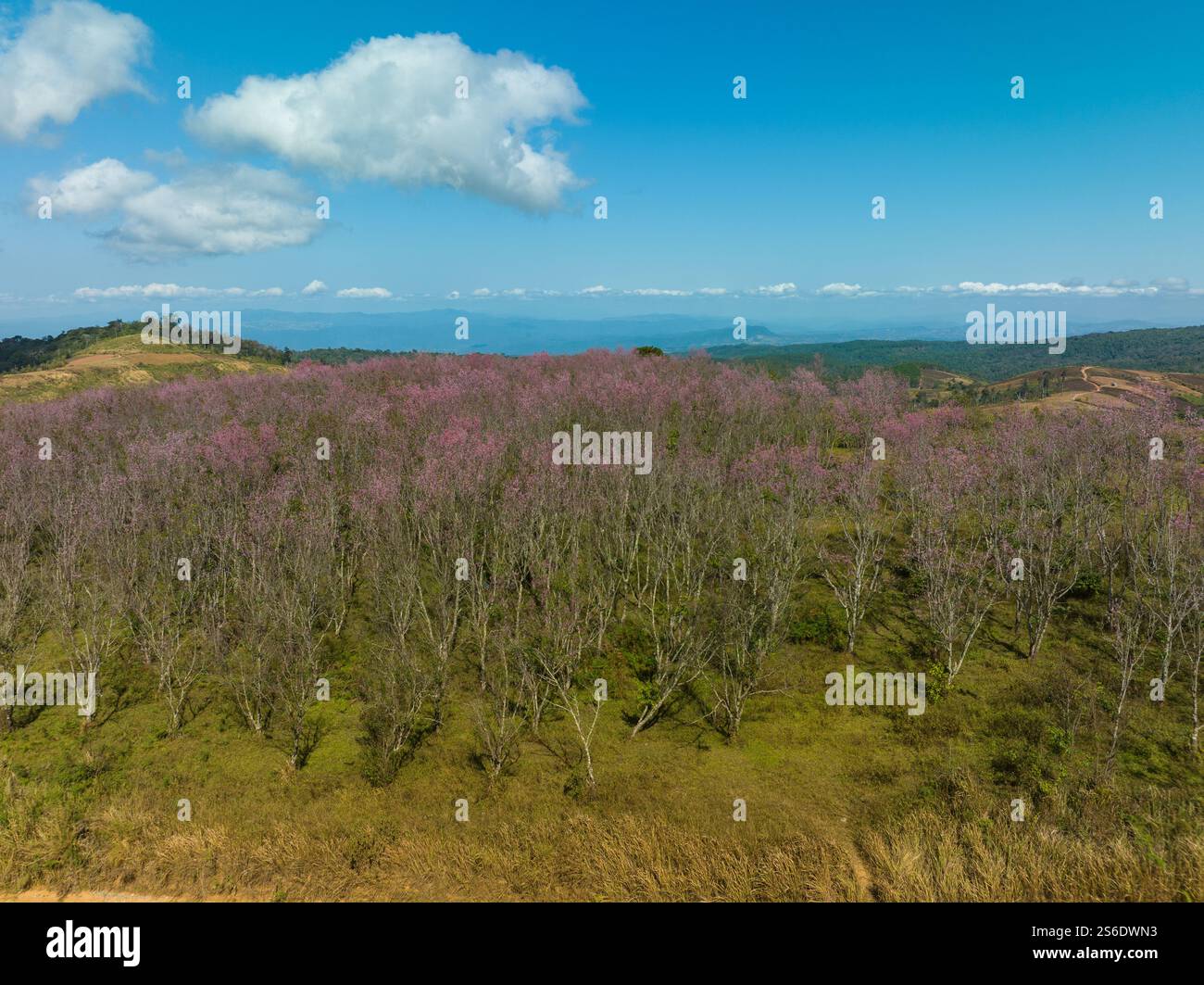 Aerial view of a lush forest with vibrant pink blossoms under a bright ...