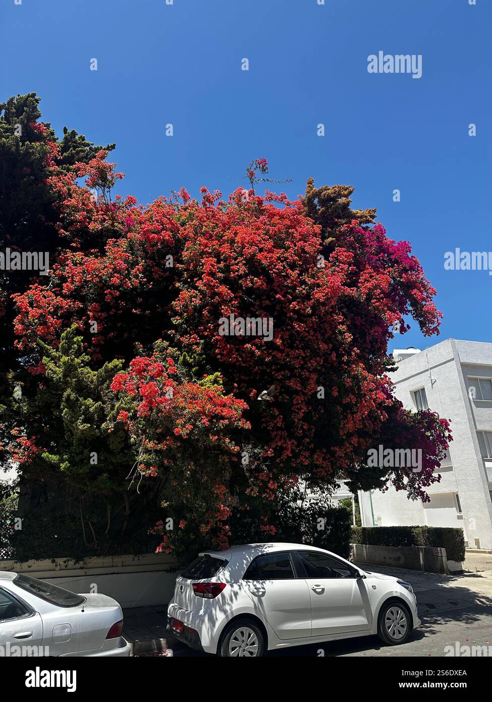 A beautiful street in Cyprus. - Smartphone Captured Stock Image