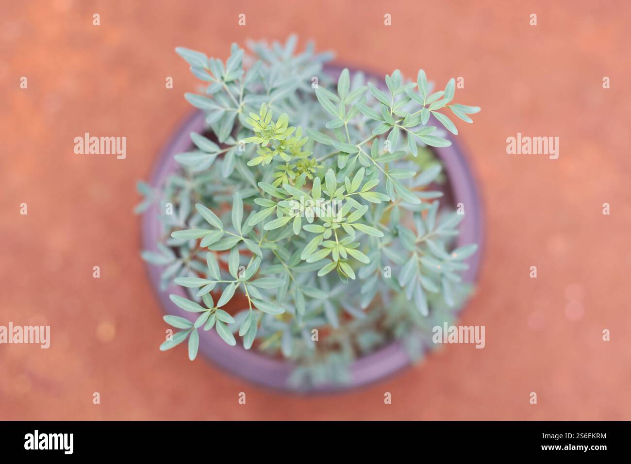 Ruta graveolens in pot hi-res stock photography and images - Alamy