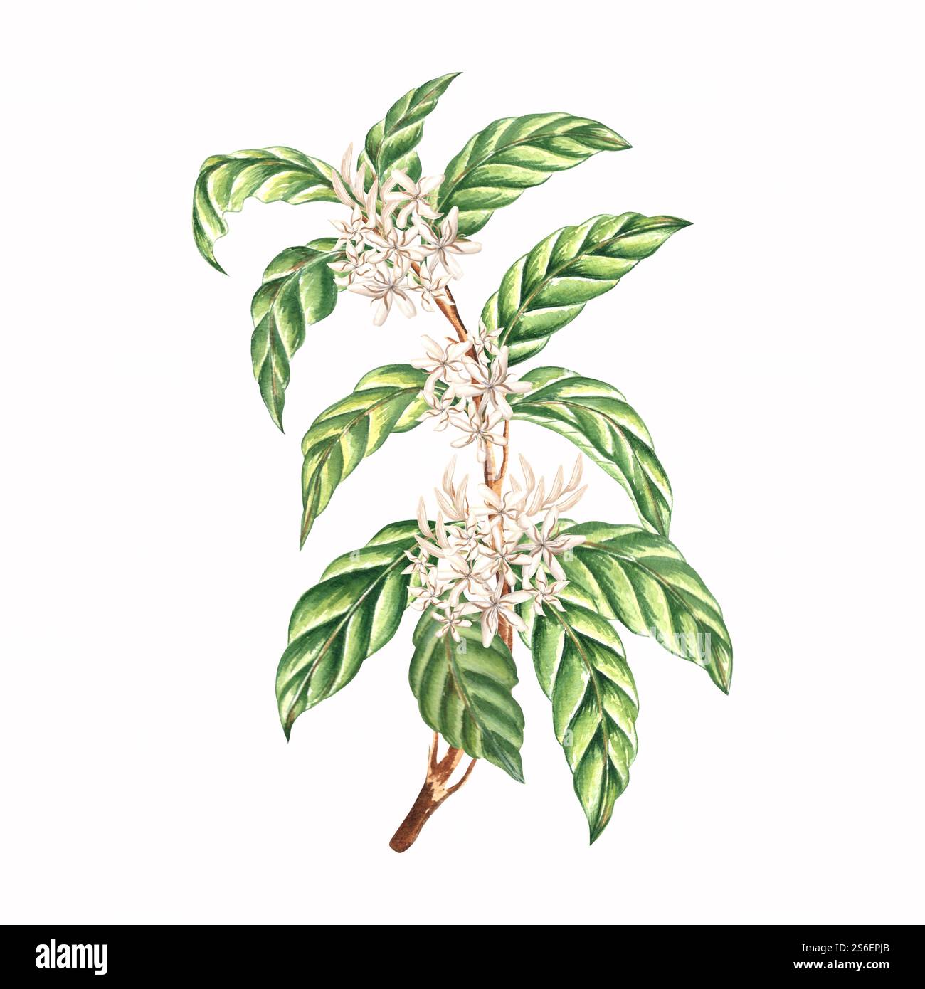 White flowers with leaves. Tree branch of coffee plant. Composition of ...