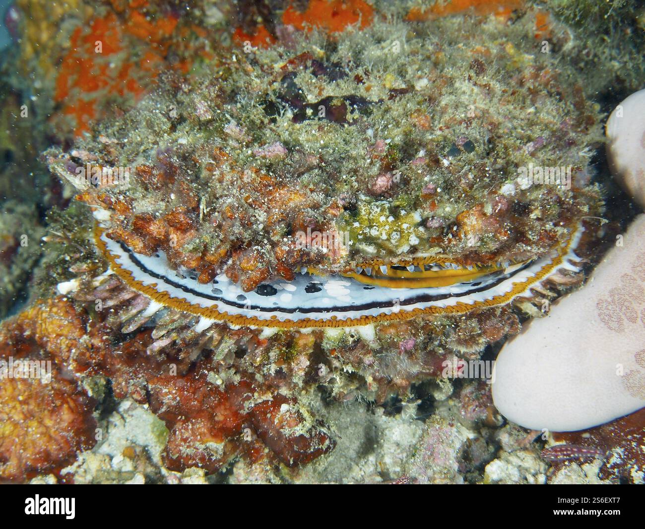 Structures of different shells hi-res stock photography and images - Alamy