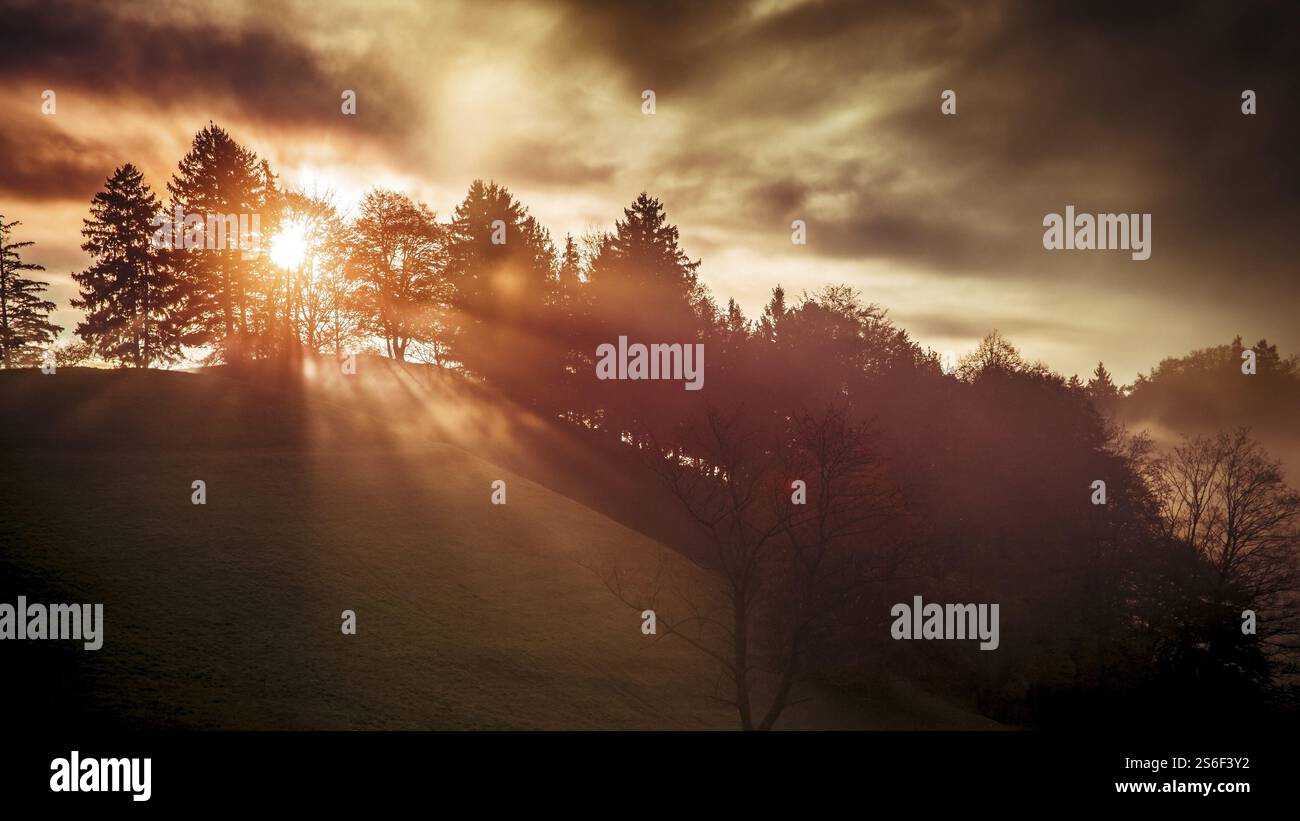 An image of a sun shines through a tree Stock Photo