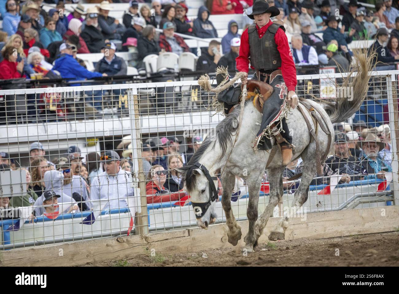 Rodeo ride at the Bucking Horse Sale, Rodeo, Miles City, Montana, USA ...