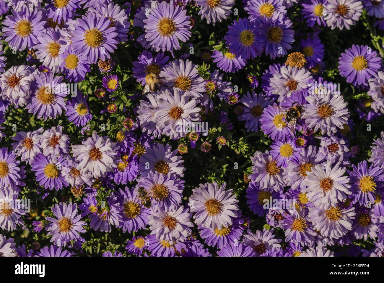 Dense cluster of violet flowers in vibrant colours, Woellershof, Upper Palatinate Stock Photo