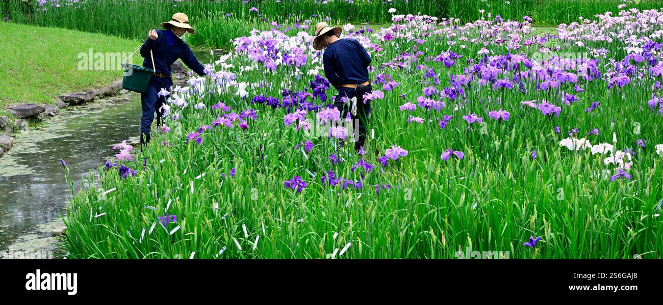Irises bloom at Ritsurin Koen gardens, Takamatsu,Japan. Stock Photo