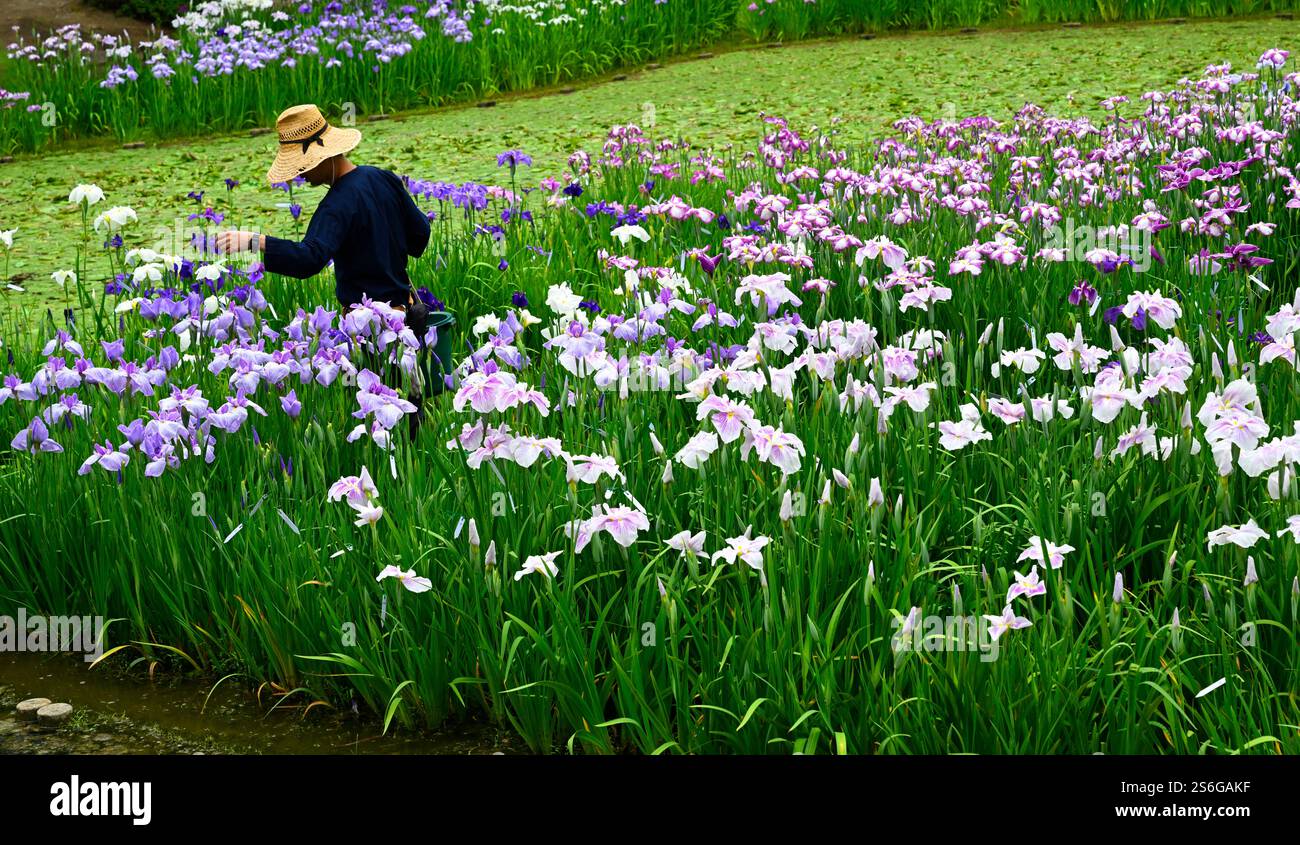 Irises bloom at Ritsurin Koen gardens, Takamatsu,Japan. Stock Photo