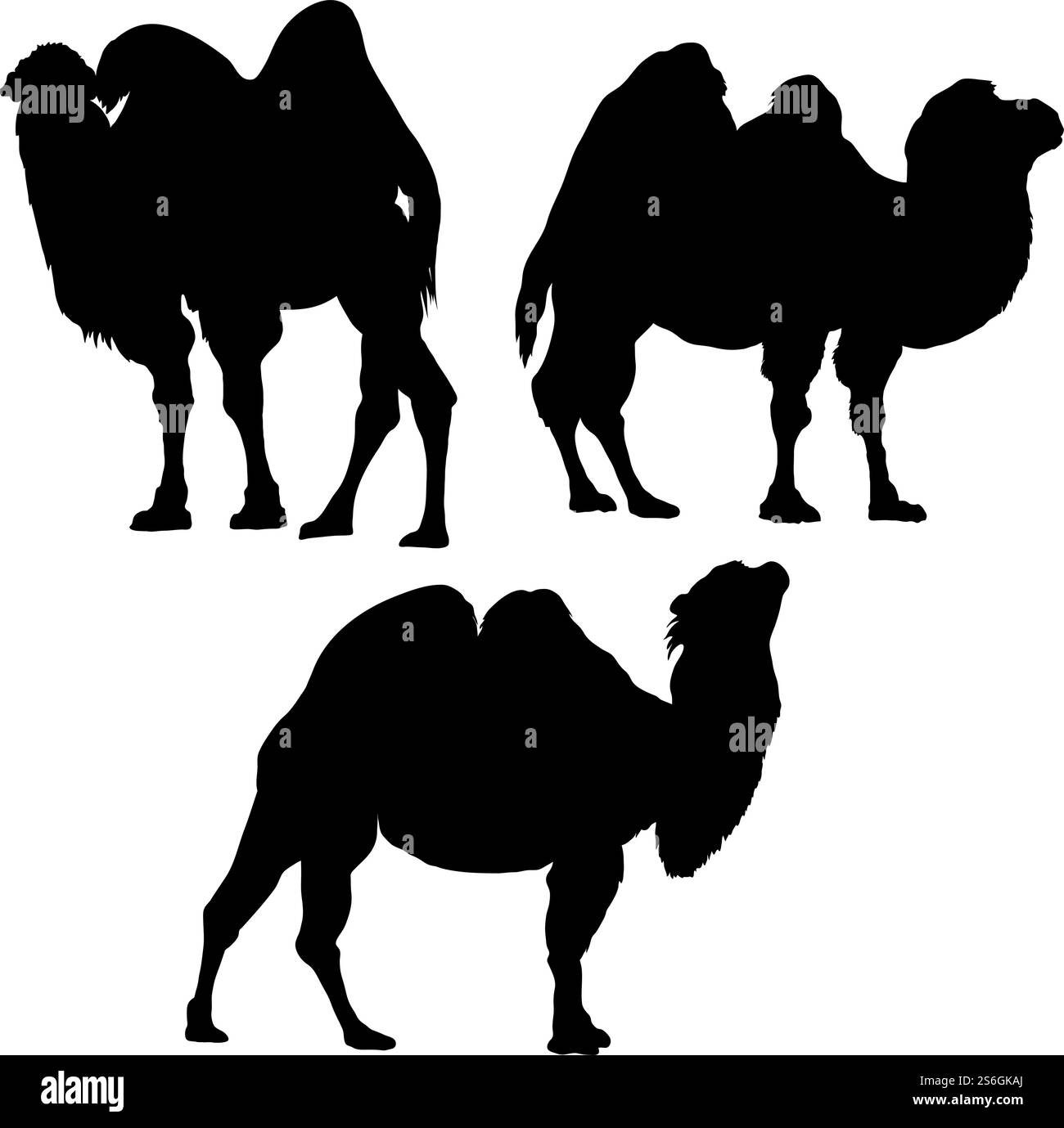 3 camel silhouettes. Smooth and Clean Lines. High detailed camel silhouettes. Vector Illustration. Stock Vector