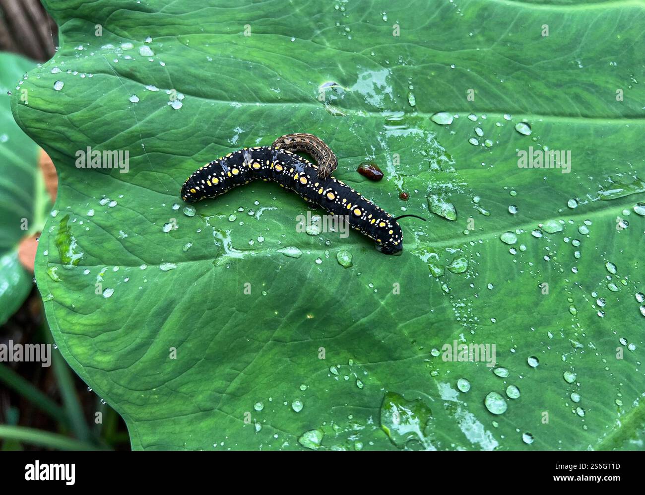 Theretra oldenlandiae larva on a ttropical rainforest, dew water droplets on the leaf - Smartphone Captured Stock Image
