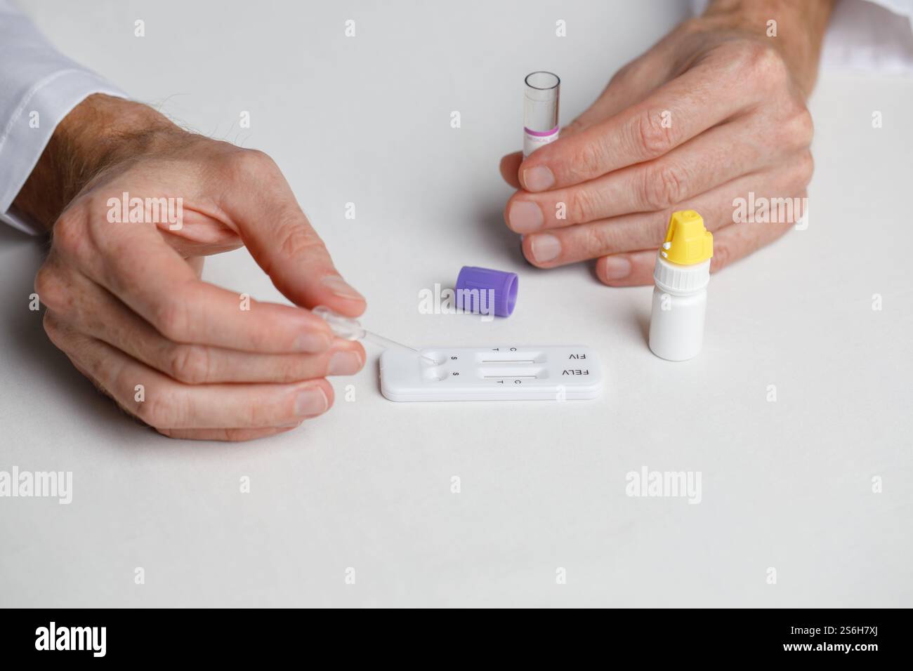 Image showcasing Detection of FIV and FeLV in cats. Vet Blood test close up Stock Photo ...