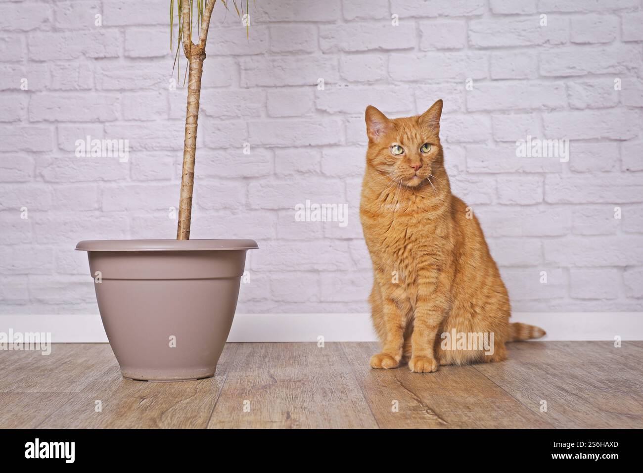 Cute orange cat sitting next to a house plant. Bad cat behavior concept Stock Photo