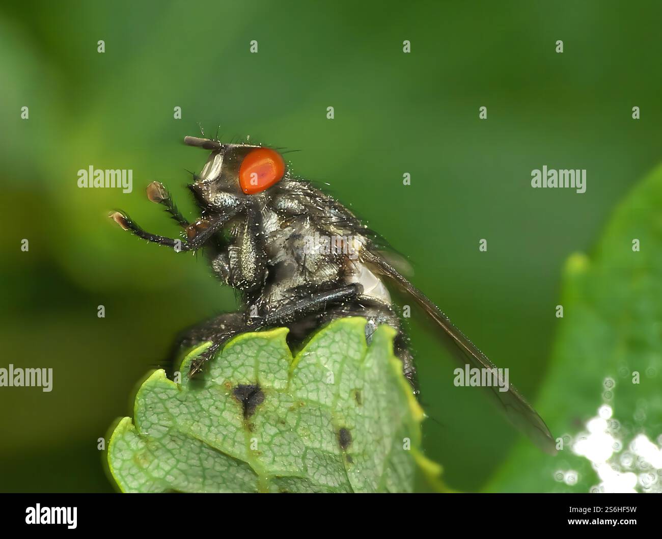 Macro Photography of a Fly on a Leaf Stock Photo - Alamy