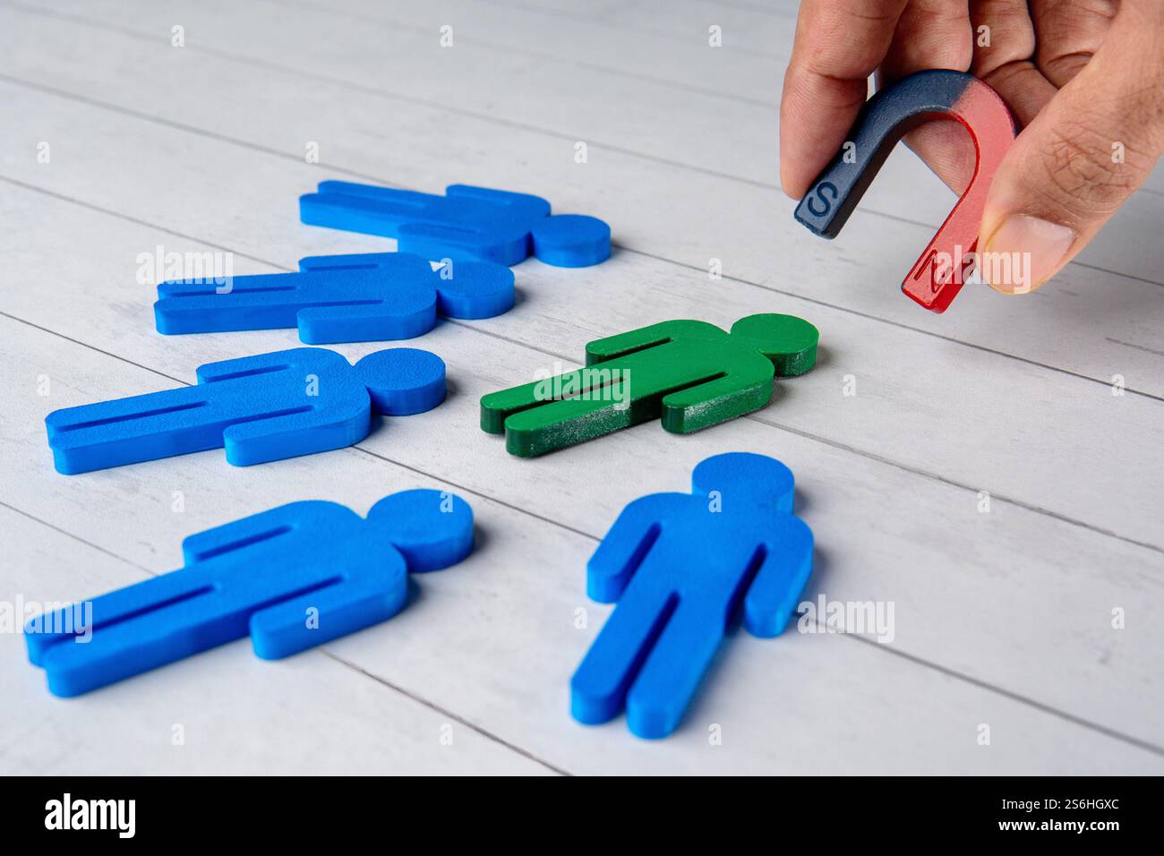 A magnet is pick up a green figure from a group of blue figures. Recruitment, talent acquisition, standing out from the crowd concept. Stock Photo