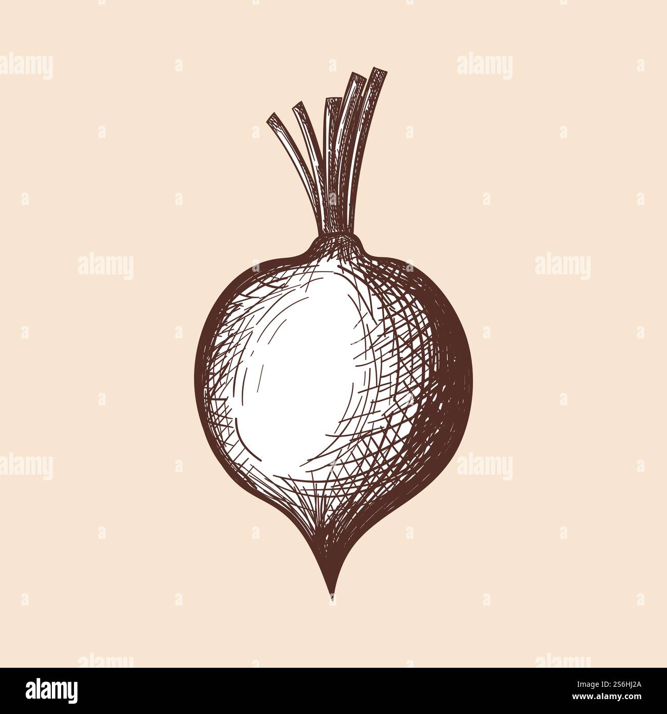 Beetroot Icon. Hand Drawn Sketch Design. Vector Illustration Stock ...