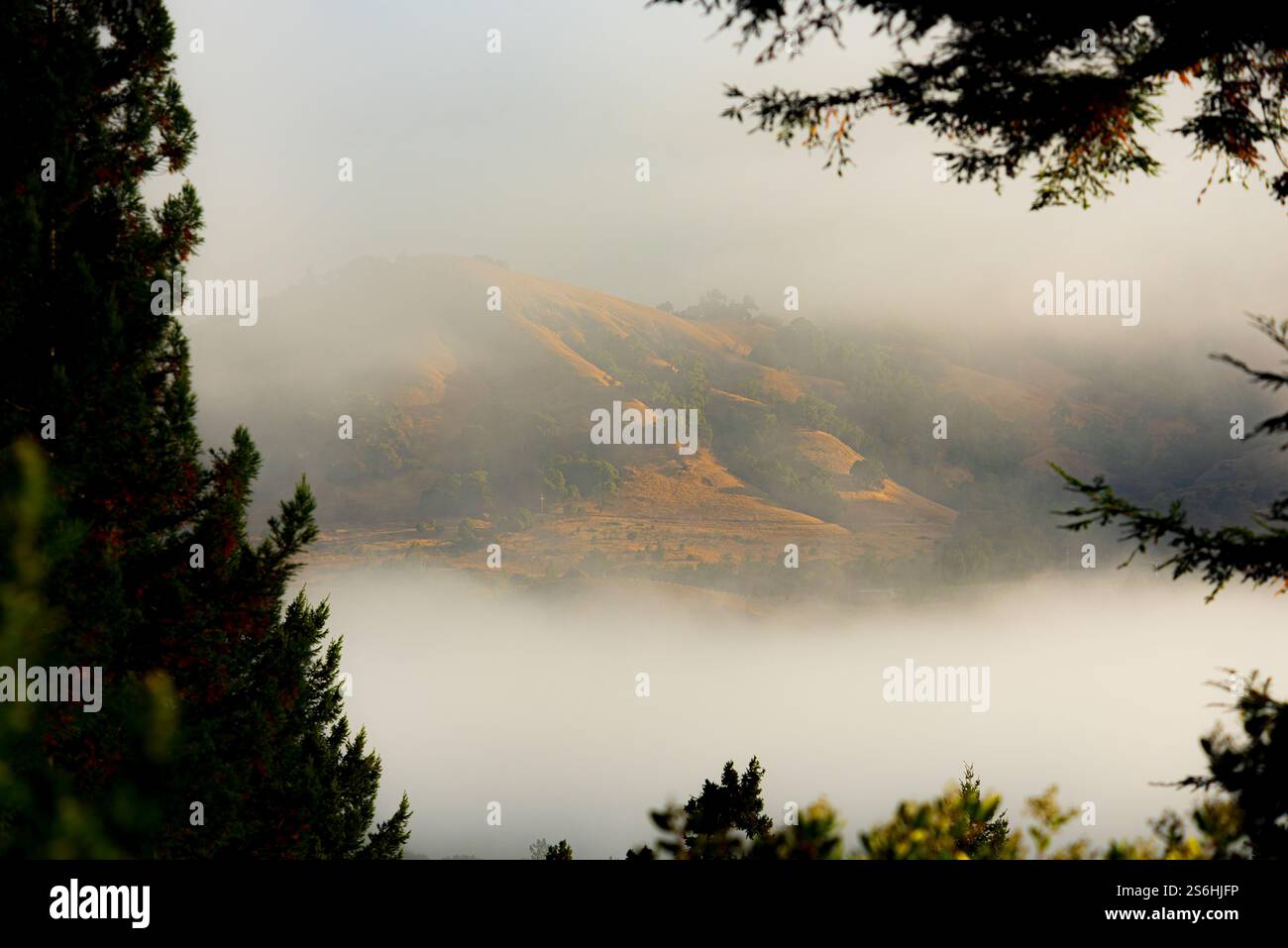 Misty Octopus Mountain View at Dawn Stock Photo