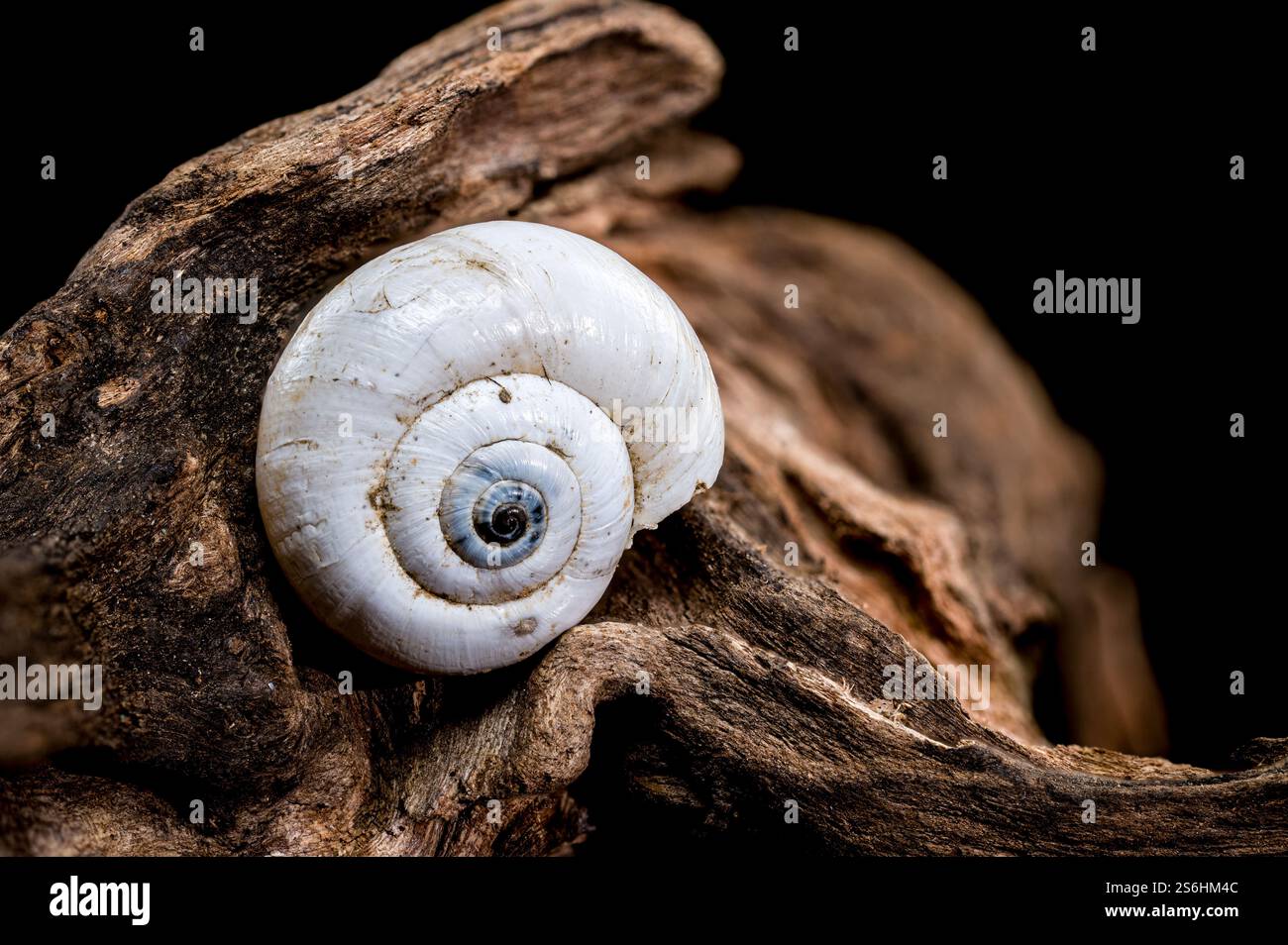 Snail shell on driftwood black background Stock Photo
