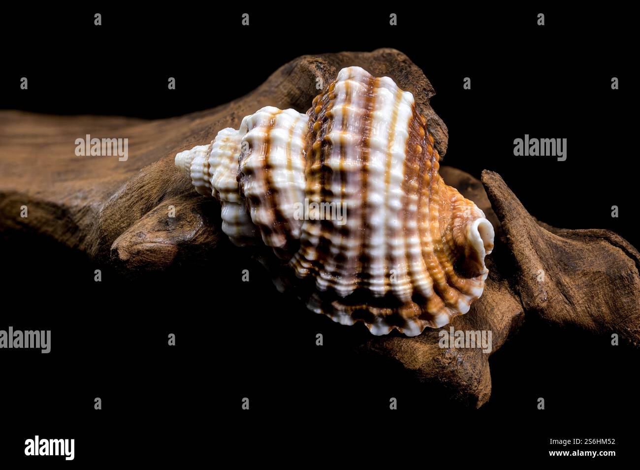 Distorsio Anus Shell on on driftwood macro black background Stock Photo