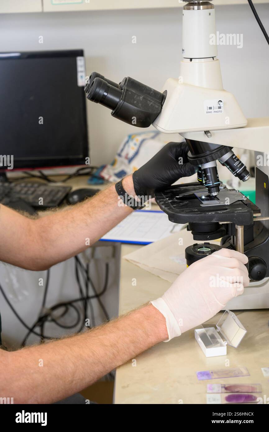 operator is using an Optical microscope to view blood samples on glass slides Stock Photo