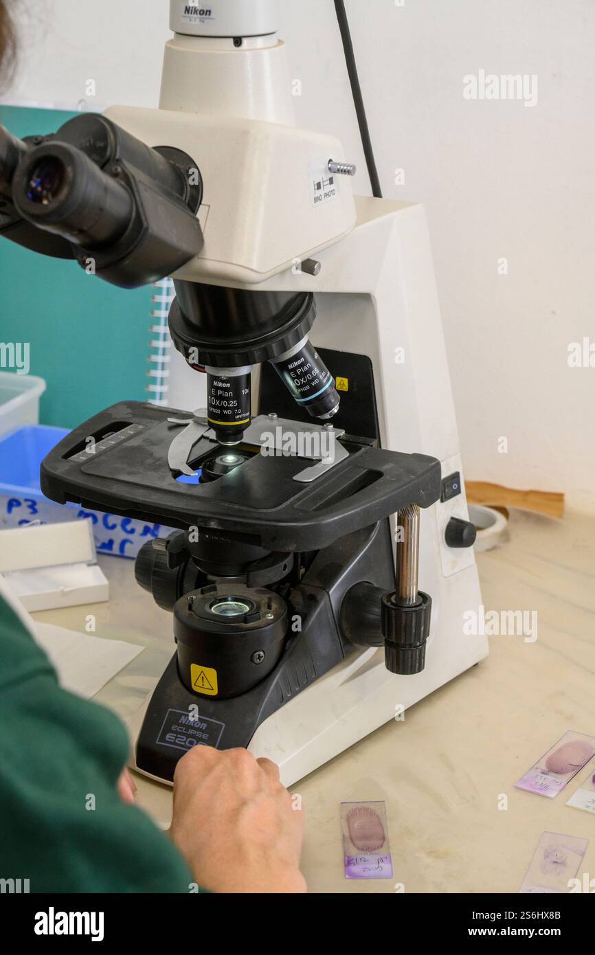 operator is using an Optical microscope to view blood samples on glass slides Stock Photo