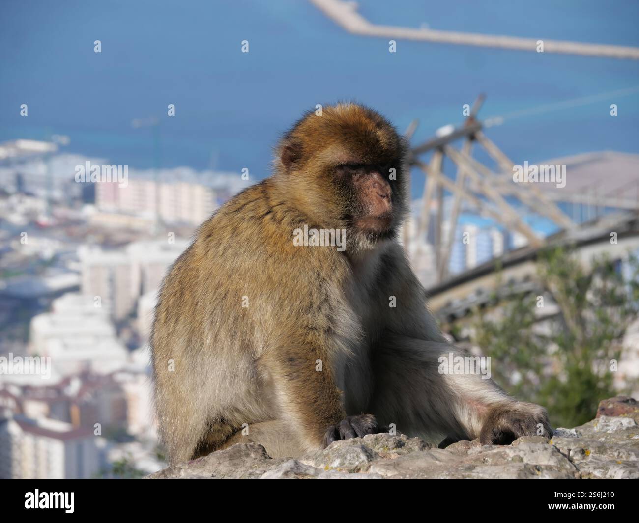 Wild Barbary macaque Macaca sylvanus on the Rock of Gibraltar Stock ...