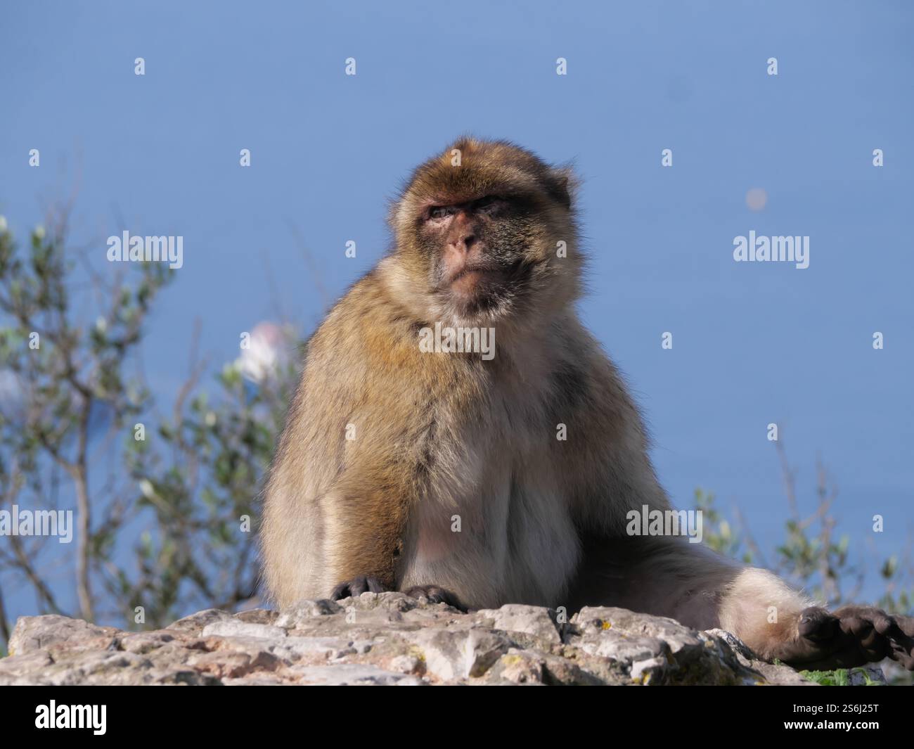 Wild Barbary macaque Macaca sylvanus on the Rock of Gibraltar Stock ...