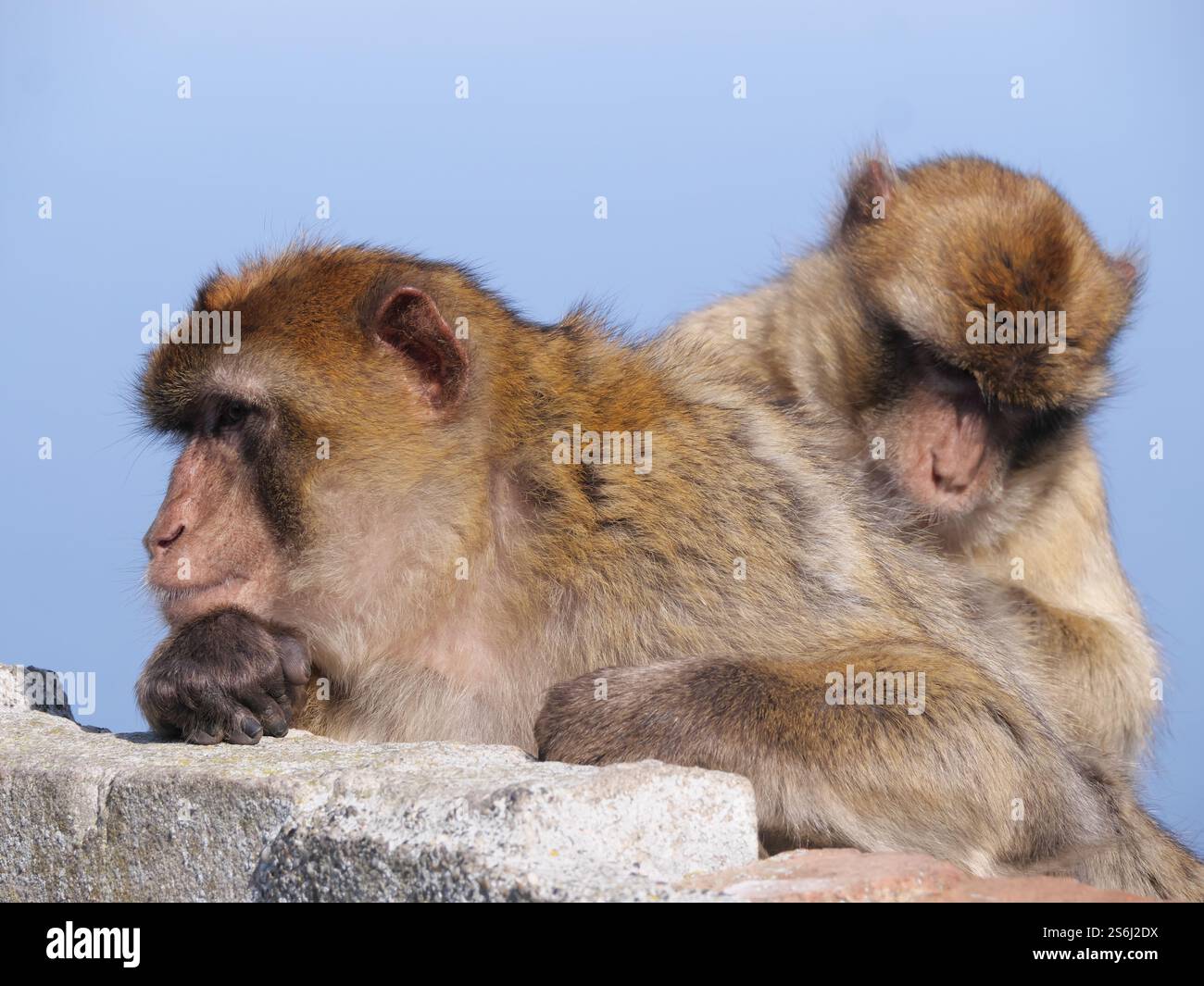 Wild Barbary macaque Macaca sylvanus on the Rock of Gibraltar Stock ...