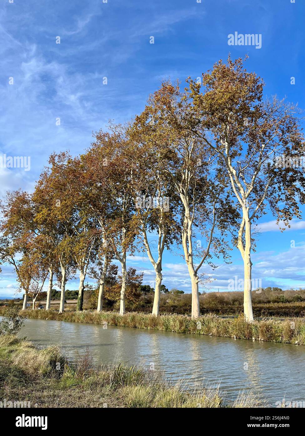 Trees along the Canal du midi in Languedoc Roussillon, France Stock Photo