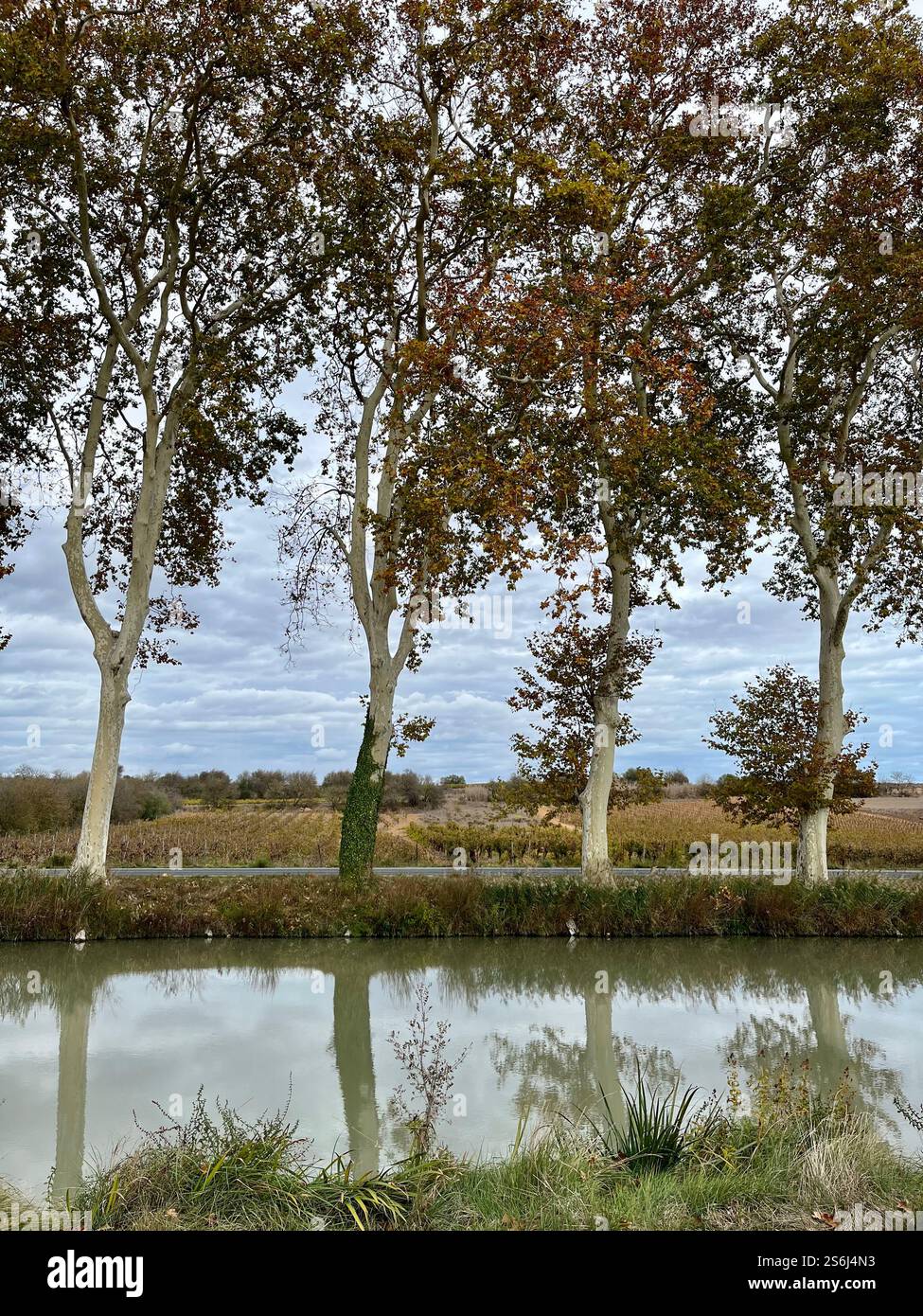 Trees along the Canal du Midi in Languedoc Roussillon, France Stock Photo