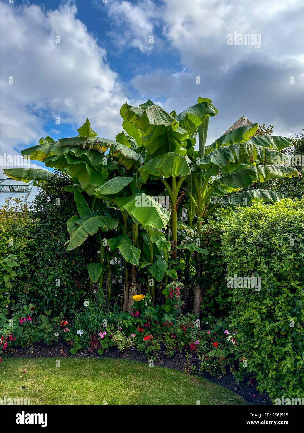 A healthy Banana plant in a prettu English summer garden - Smartphone Captured Stock Image