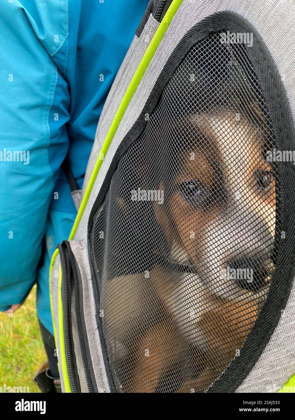 Puppy dog being carried in a backpack carrier - Smartphone Captured Stock Image