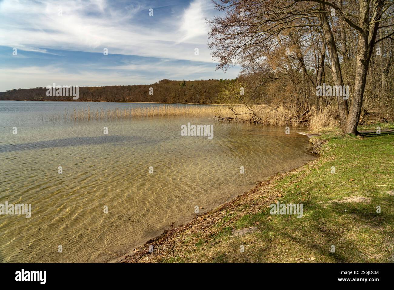 Lichtenberger Badestrand Lichtenberger Badestrand am See Breiter Luzin, Feldberger Seenlandschaft, Mecklenburg-Vorpommern, Deutschland Lichtenberger s Stock Photo