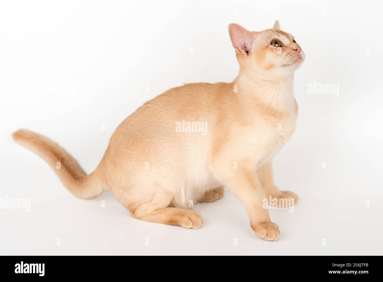 Adorable cream kitten of Burmese breed on studio background. Isolated — free download