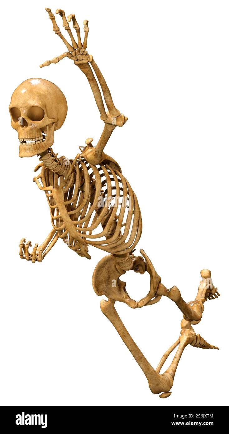 3D rendering of a human skeleton isolated on white background Stock ...